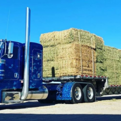 Wholesale Hay for Sale