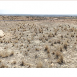 Habitat Restoration