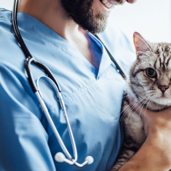Veterinary Loans