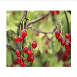 Currants