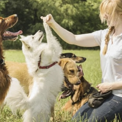 Puppy Kindergarten