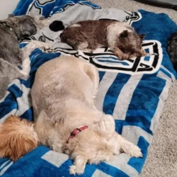 Animal Care Expertise