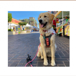  For Our Four-Legged Guests