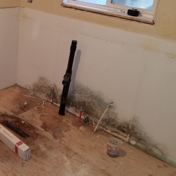 Mold Inspections