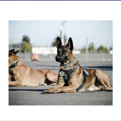 K-9 Unit