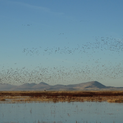 Ecosystem Services