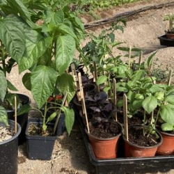 Nursery Plants 