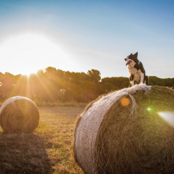 Agriculture