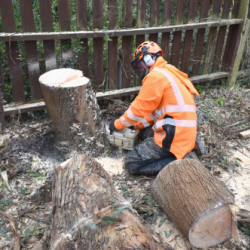 Tree Felling London