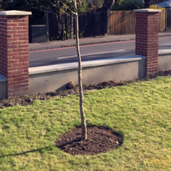 Tree Planting London