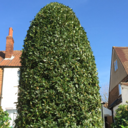 Hedge Trimming