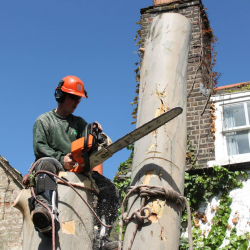 Tree Surgery London