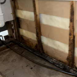 Mold Remediation