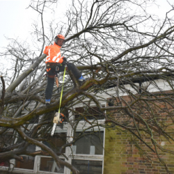 Emergency Tree Surgeon London