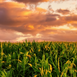 Farm and Crop Insurance