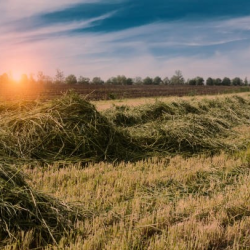 Pasture and Hay Mowing & Baling