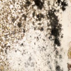 Mold Test