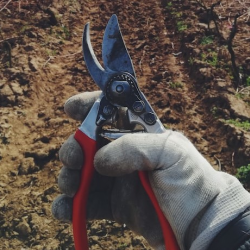 Hedge & Tree Pruning