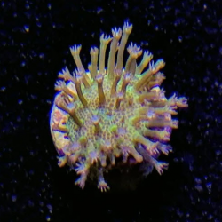  Softie/Green Tent Toadstool