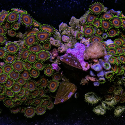 Eagle Eye Zoas Colony