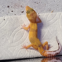 Hypo Geckos
