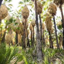 Public Land Management