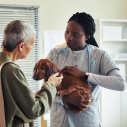 Small and Large Animal Surgery