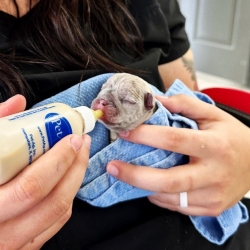 Small Animal Veterinary Care