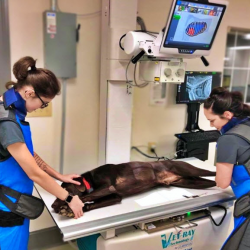 Pet Imaging Services