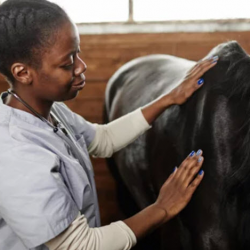 Sports Massage Therapist