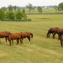 Farm and Ranch Insurance