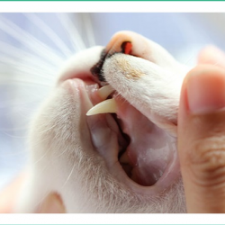 Dentistry