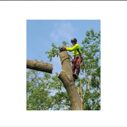 Tree Removal/Trimming