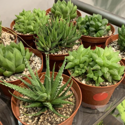 Succulents, Tropicals, & Cacti