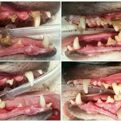 Surgery-Dental cleaning/Extractions