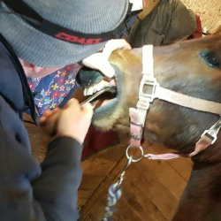 Complete Dental Care for Large Animals