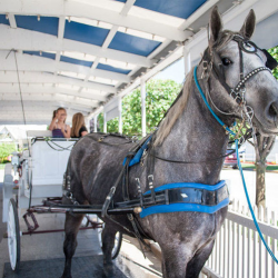 Buggy & Carriage Rides