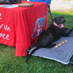 Animal Companionship