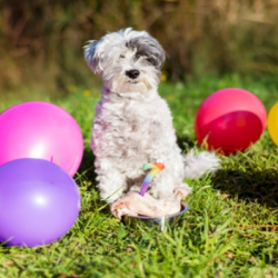 Canine Birthday Parties