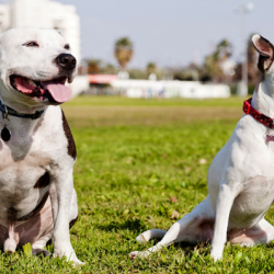 Vicious and Dangerous Dog Consulting