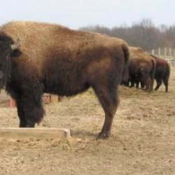 Buffalo