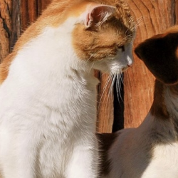 Pet