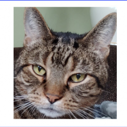 Special Care For Your Pet