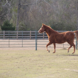 The Stables