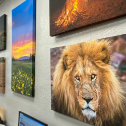Canvas Sale