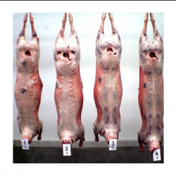 Lamb or Goat Slaughter & Processing
