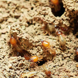 Termite Control