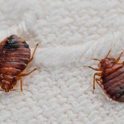 Bed Bug Control