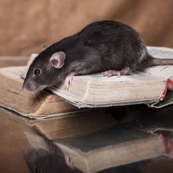 Rodent Control