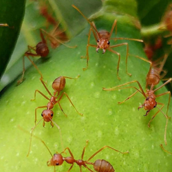 Fire Ants